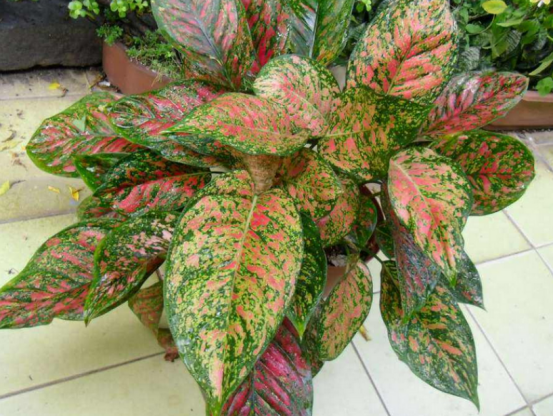 植物|办公室的新宠,粗肋草了解一下,确实是太有特点了