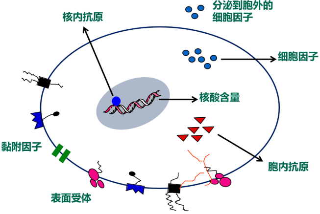 流式细胞术概念和应用基本介绍