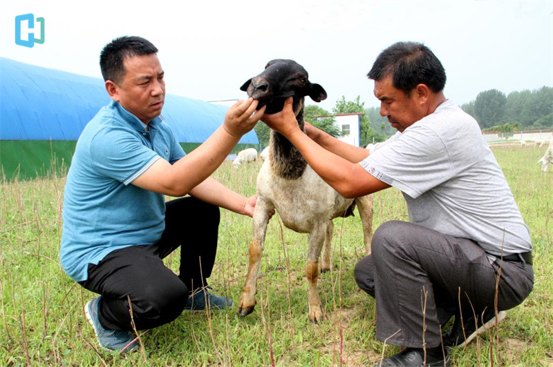 电子商务|动物解剖虚拟仿真系统：以信息技术补足职业教育实习实训环节短板