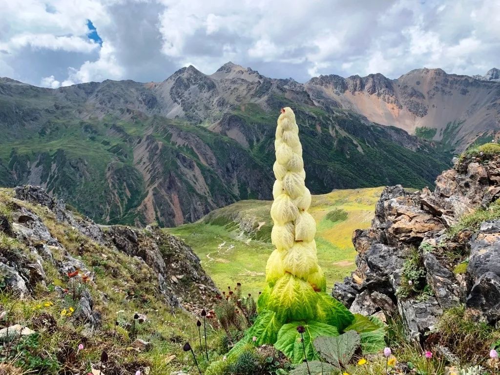 云南|川藏线上的“大白菜”为什么没人敢摘?老司机:摘了你就摊上大事了