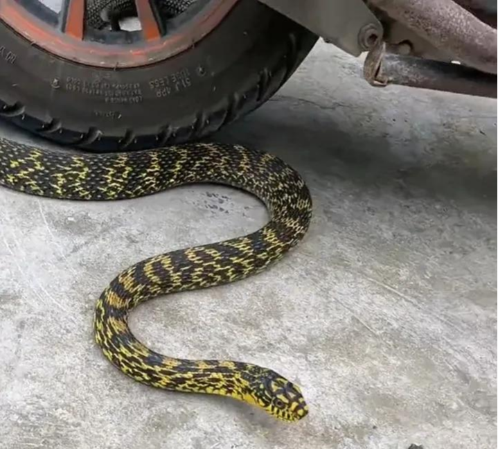 |真是人生处处有惊喜啊！还敢钓鱼吗？还敢走夜路吗？