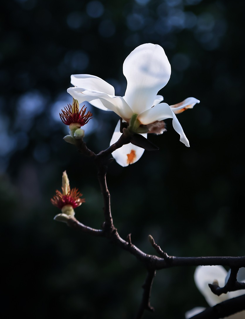 用了这6个拍摄方法,实拍24张白色玉兰花的照片,有没有你喜欢的照片?