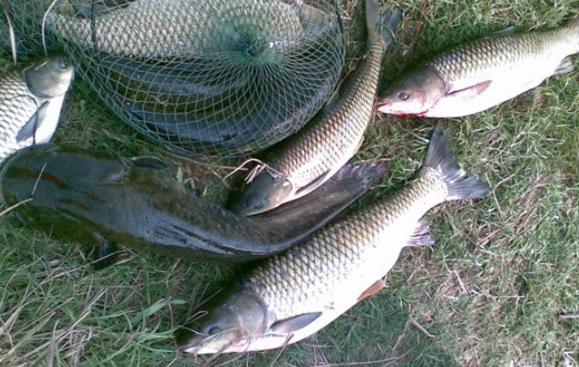 饵料|春天钓鱼的技巧你知道吗？一定要注意这四个细节，满载而归不是大问题！