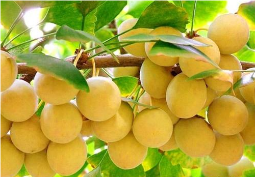 医生|三高人群的福利发放了