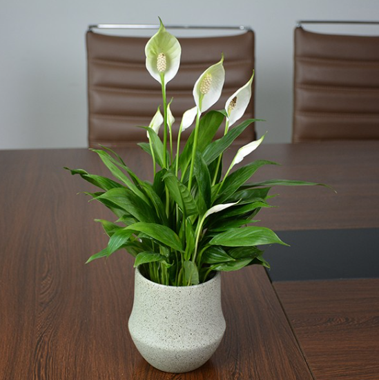 厨房里养这3种花,可以净化油烟,净化空气,还能释放氧气