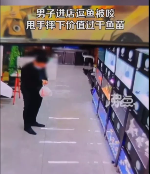 山东烟台,男子手欠逗鱼被咬,甩手摔下千元鱼苗!