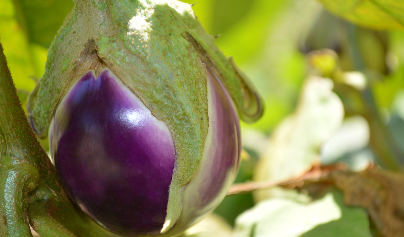 脑梗|吃什么东西更健康?进来看看医生的建议