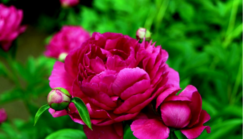 生肖|往后仕途良好，名利兼得的生肖