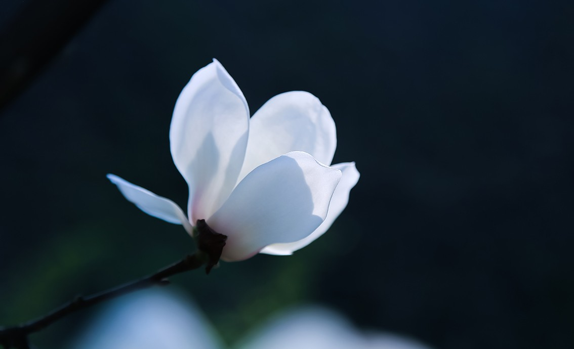 用摄影的方式,记录姹紫嫣红的春天,你喜欢这些照片吗?