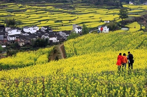 婺源|疫情过后你想去哪里旅游 — 婺源、黄山