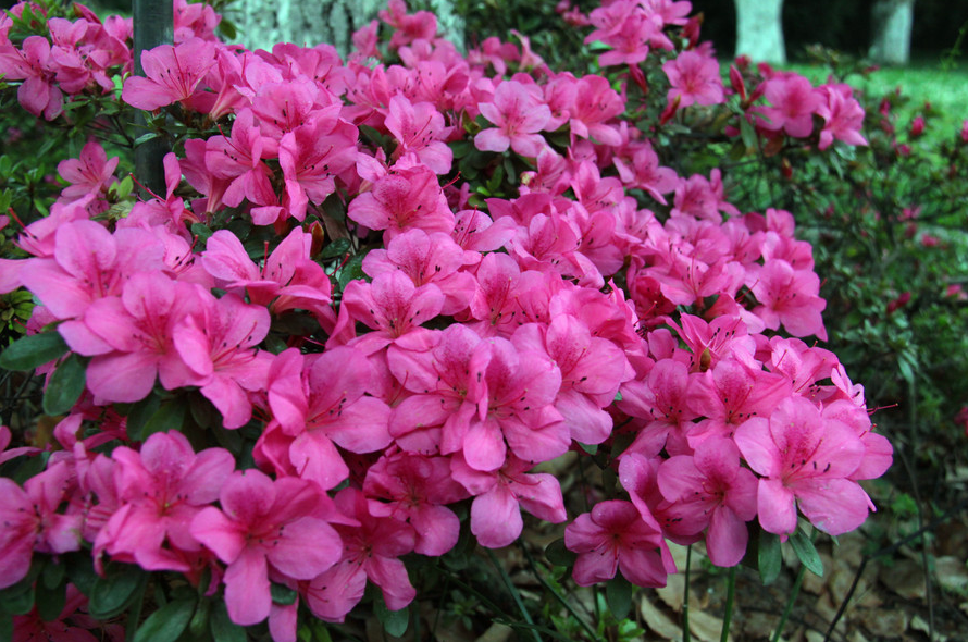 ?还在用淘米水和啤酒浇花？你out了！这个新的厨房“生根水”生根效果一流