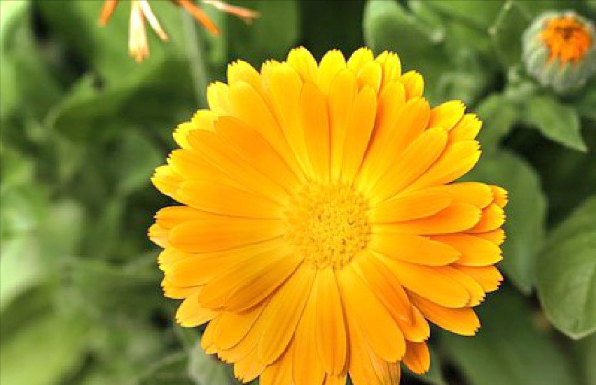 爽肤水 金盏花为原料的爽肤水为何如此受欢迎？皆因温和舒缓肌肤，很水润