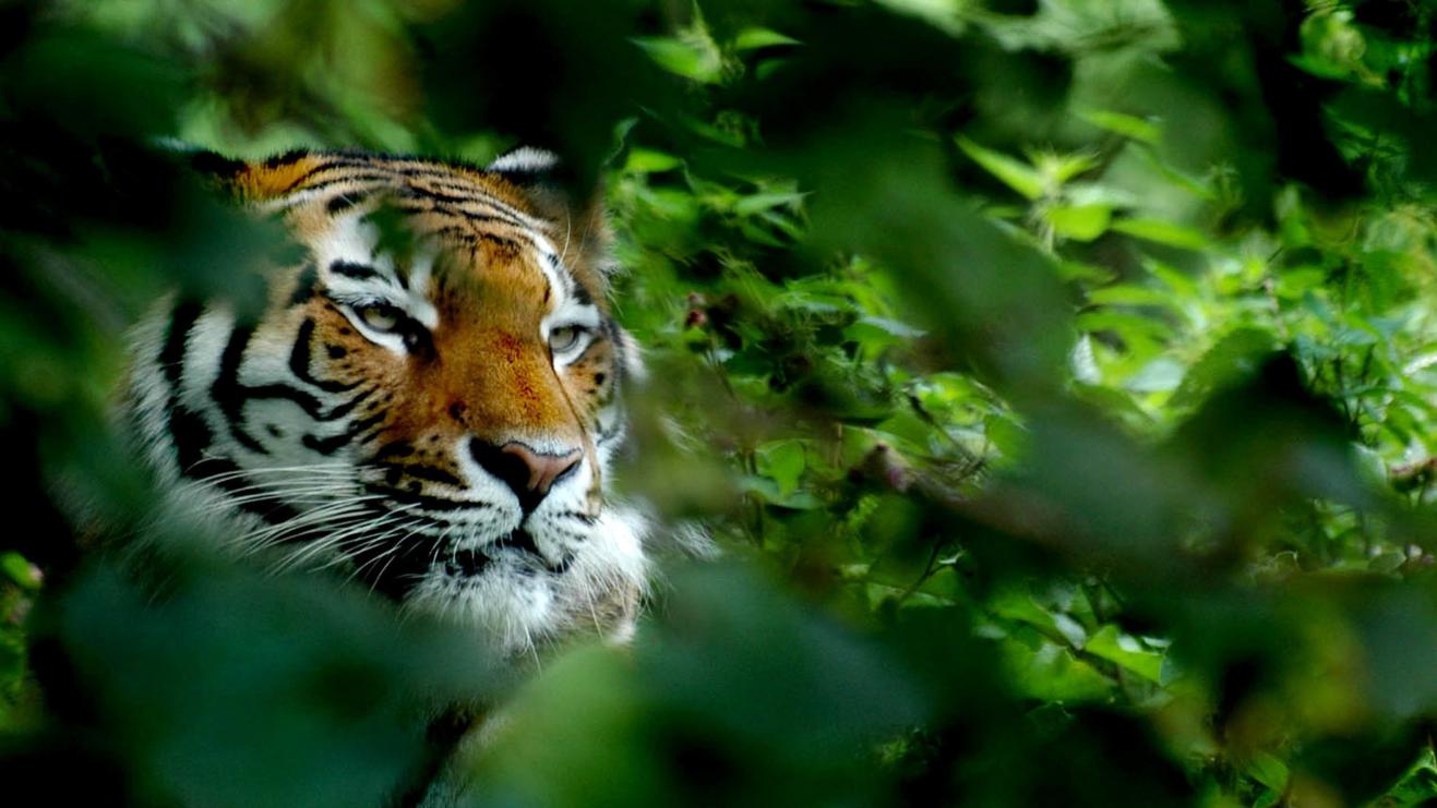 |当“老实人”遇到困难时,会不会有那么一丝的委屈、失落?