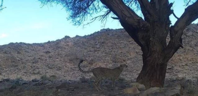 猎豹为什么被称为“猫科之耻”?从猎豹的身体结构、捕食能力说起