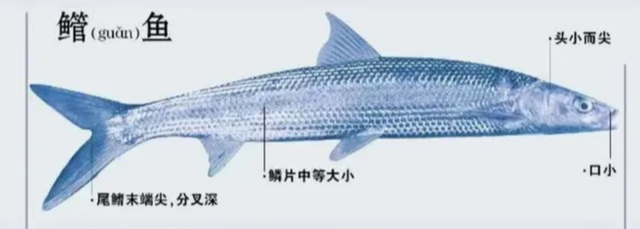 神秘的巨型掠食性鱼类—鳤鱼,灭绝几十年,如今重现洞庭湖?