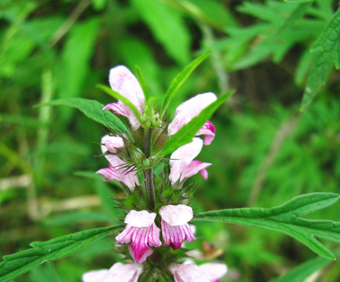 月经不调|讲一味茺蔚子，月经不调、产后瘀滞、头晕头痛、目昏不明皆可选用