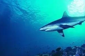 深海中的鲨鱼还能发光?科学家:它们或许是最大的发光生命体