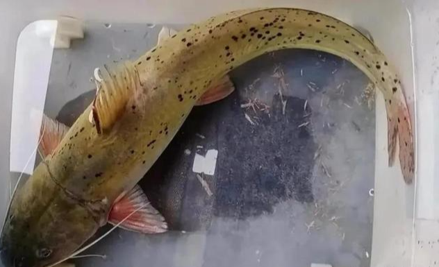 饵料|钓到长着“白胡子”的鲶鱼？那是芝麻剑！号称“牢底坐穿鱼”