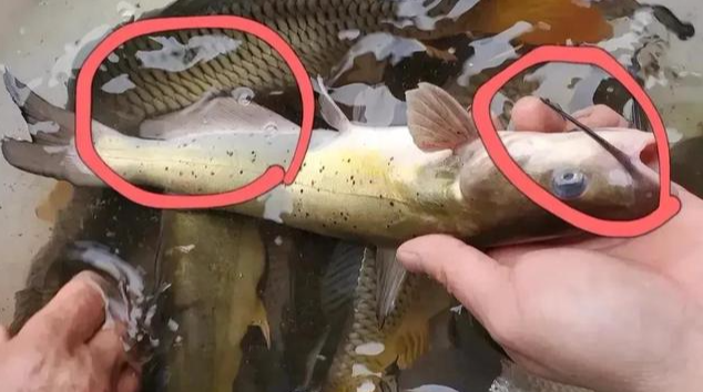 饵料|钓到长着“白胡子”的鲶鱼？那是芝麻剑！号称“牢底坐穿鱼”