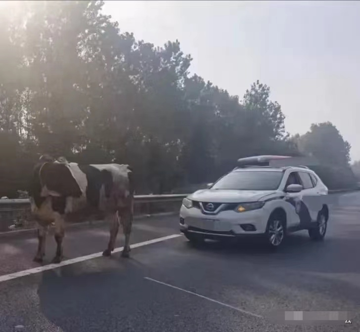 公路上撞倒3头牛,车主赔偿54000元,欲将牛装车拉走却遭制止
