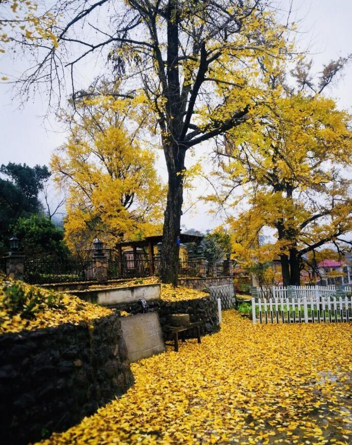 杭州|11月，杭州周边最美的村落，银杏正当时