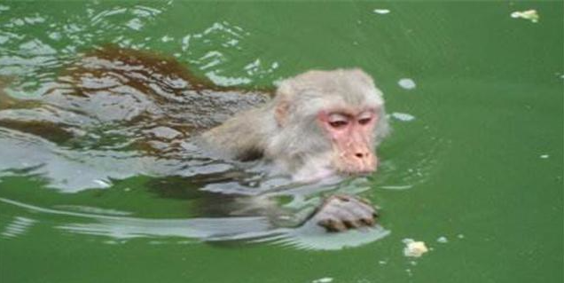 科学家也无法解释的水猴子,到底是什么神秘生物?