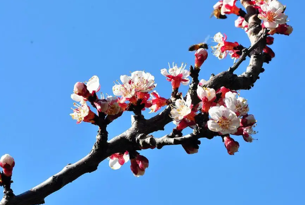 经典案例:2012年北京一场荒唐畸恋引发的命案