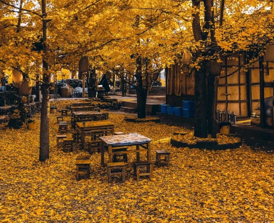 章若楠|秋天这个浪漫的季节,怎能少得了来一场与杏叶的约会