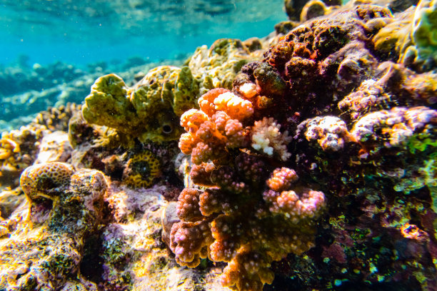 人类发现的最大的化石群——红海生物群