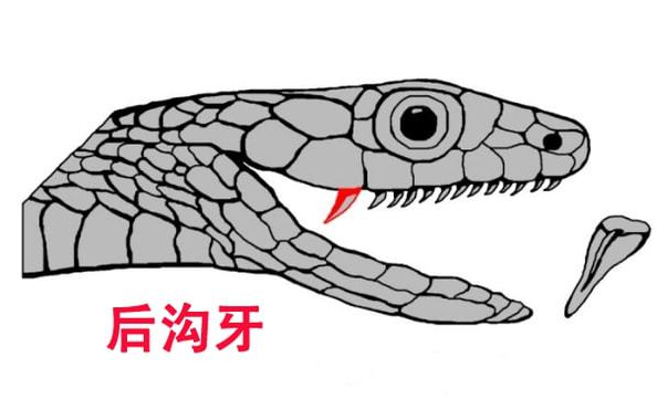农村最常见的一种蛇,毒性堪比银环蛇,为何却总被人当成无毒蛇?