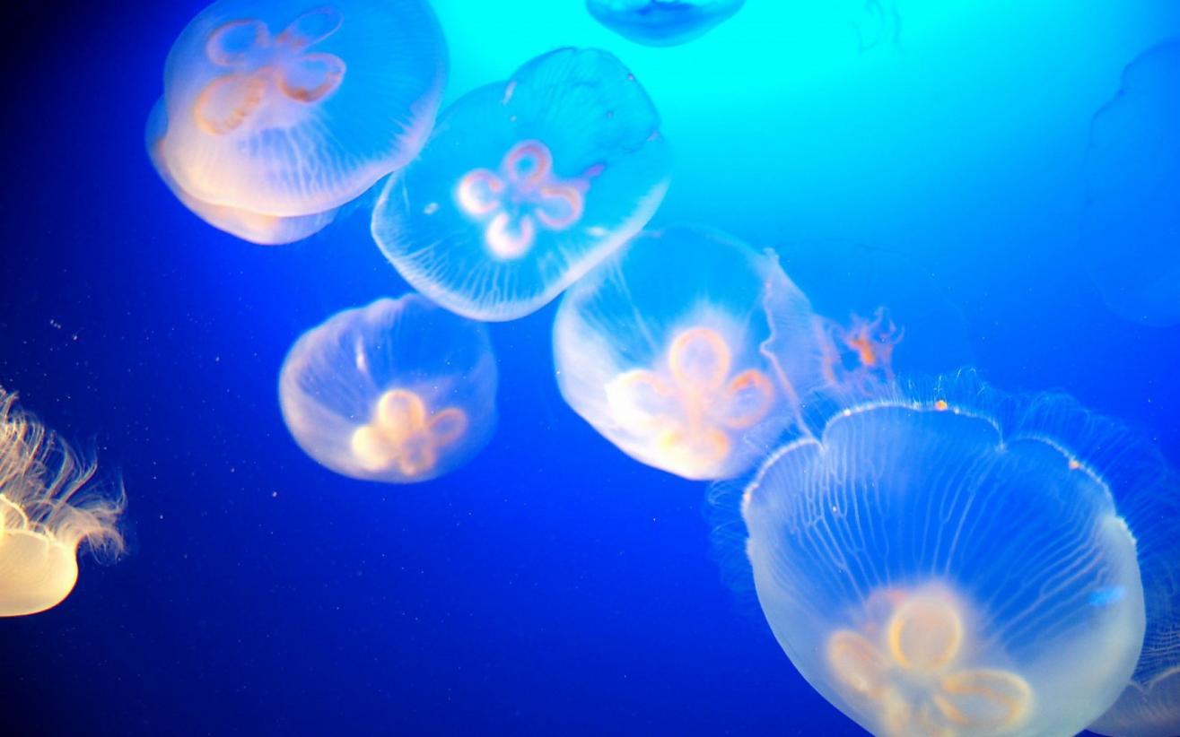 浮游生物是如何在鱼的胃细胞内获取能量的?