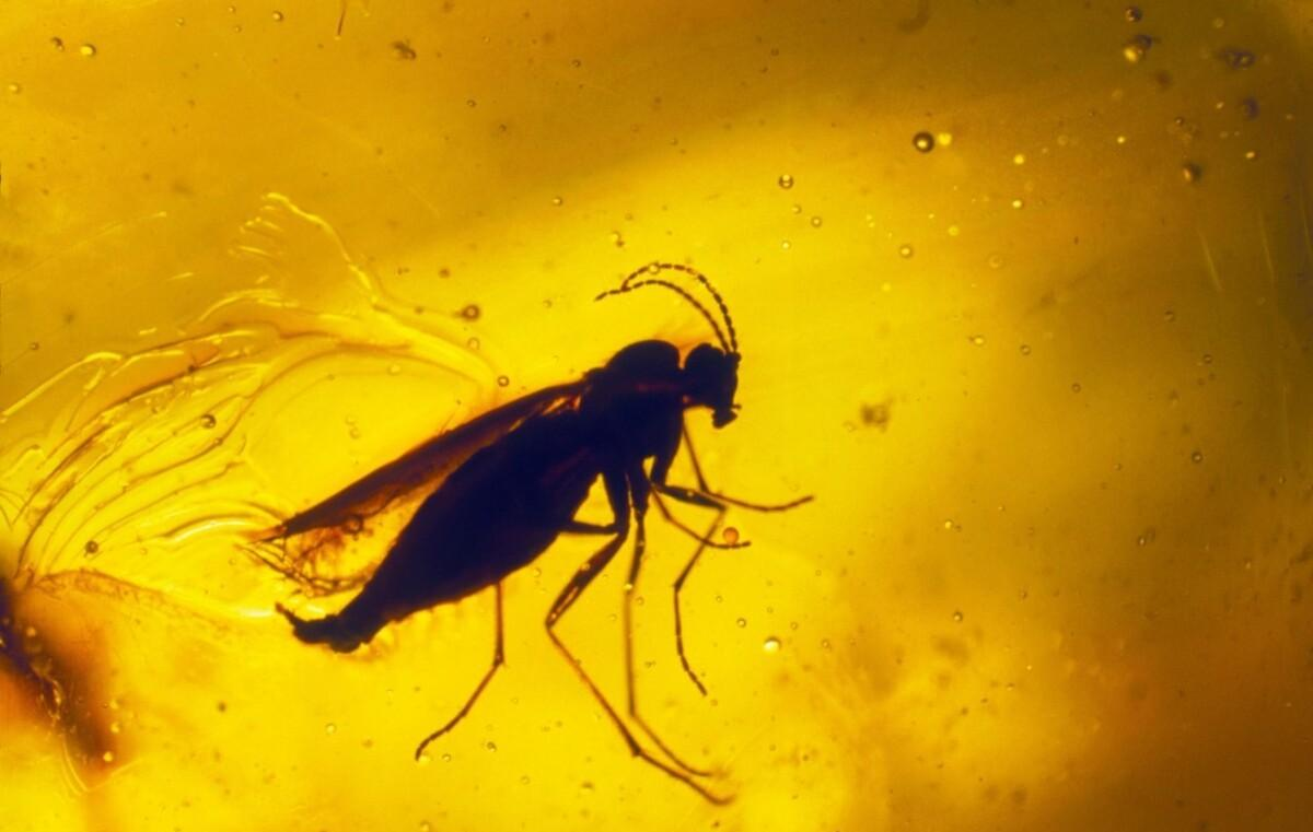 我国在恐龙化石中发现疑似DNA,距今1.25亿年,能复活恐龙吗?