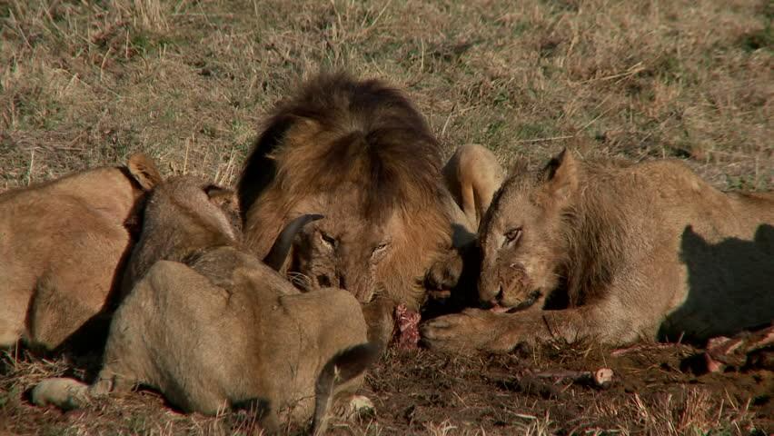 狮、虎和美洲虎:通过狩猎行为学比较,揭示三大猫科的解剖学差异
