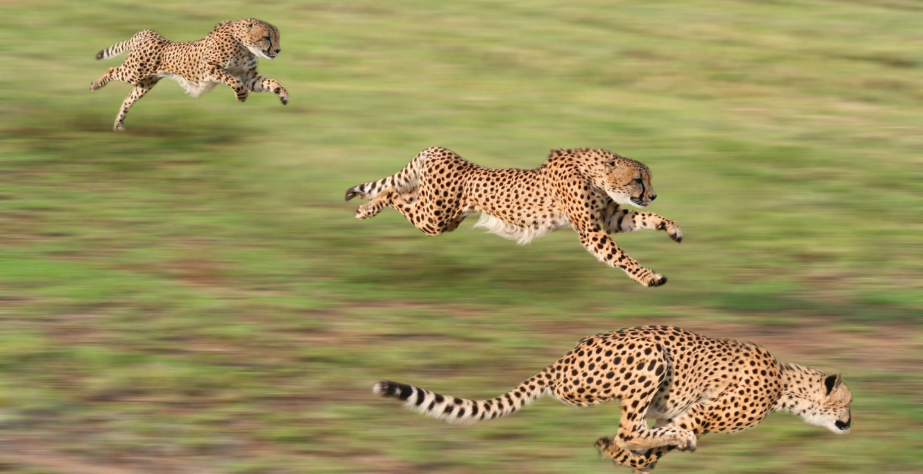 猎豹也就剩“跑得快”，偏科太严重，掉入了进化的死胡同