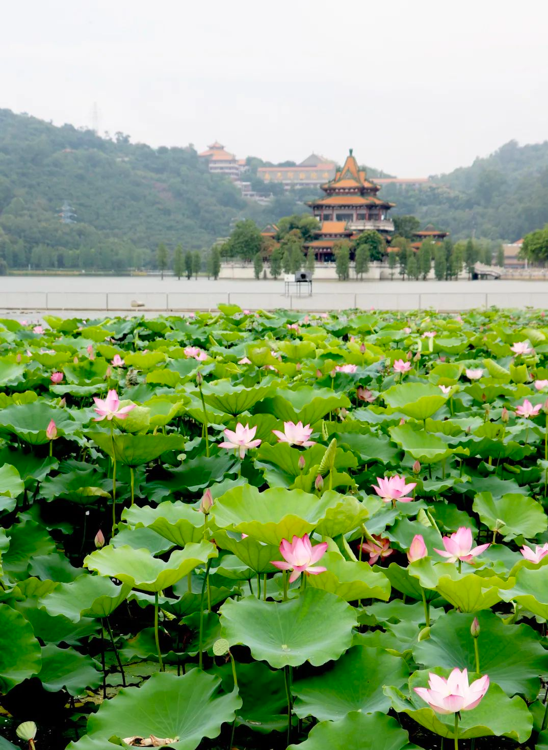 |莲商会 这份赏花攻略,请收下