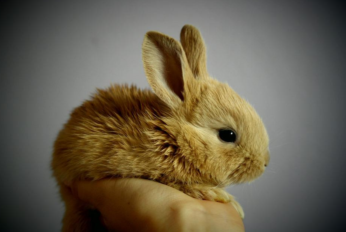 生肖|不仅能力好官运旺,而且在职场中是主角的生肖女