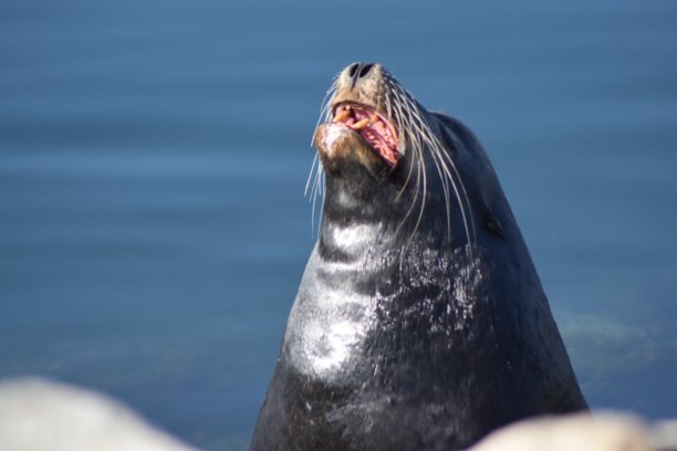 青岛市|青岛海洋公园:亚洲最大的海洋主题公园