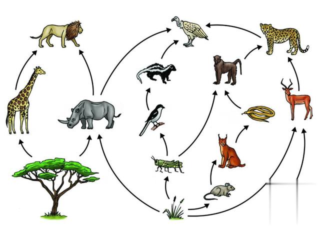 为什么水是生物中食物链最复杂的生物?
