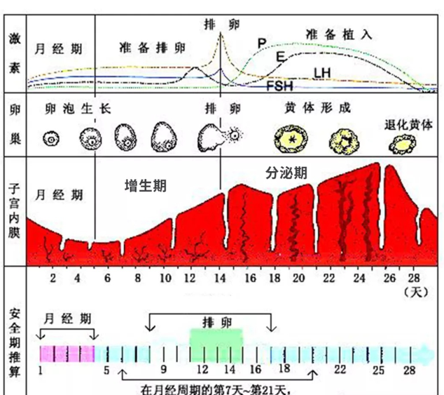 为什么动物们都有固定的“发情期”,而人类女性却没有?