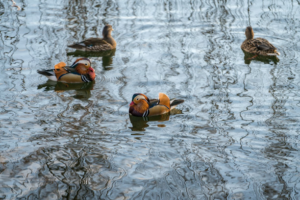 雅安|江南有一种水鸟，不飞，不筑巢，只在高处盘踞繁衍