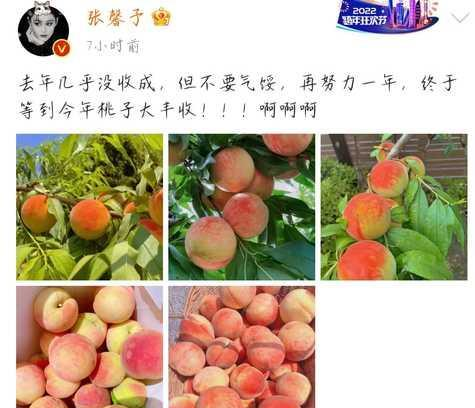 张馨予|张馨予太贤惠了：自家种桃子大丰收，白里透红好诱人，网友喊话想吃