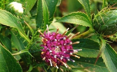 白术|和苍术十分相近的中药,被古人同称为“二术”,是补脾益气的良药