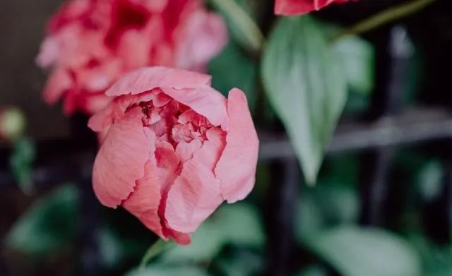 美国|否极泰来,中年小有成就的生肖