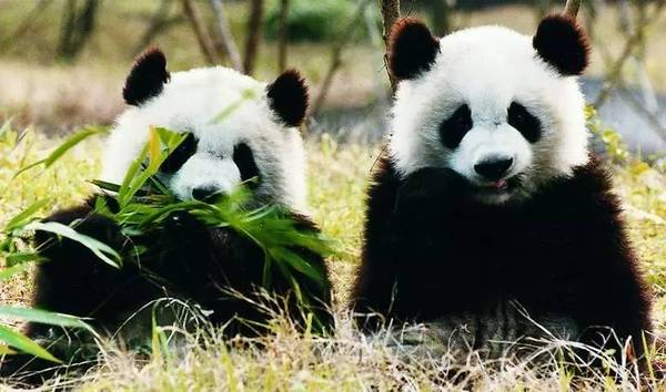 世界上最大的陆地肉食动物,大熊猫的体型是怎样的?