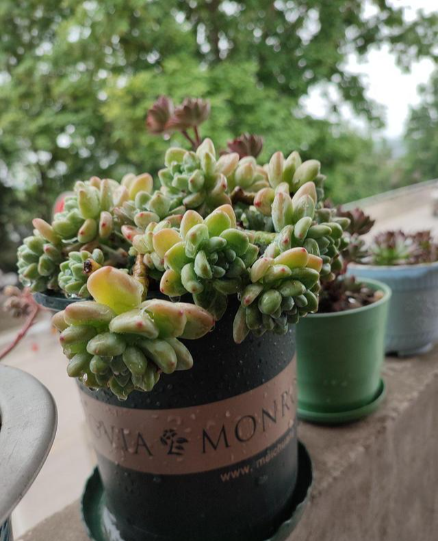 这些多肉越小“价格”越高,自带“仙气”滤镜,暗香弥漫惹人醉