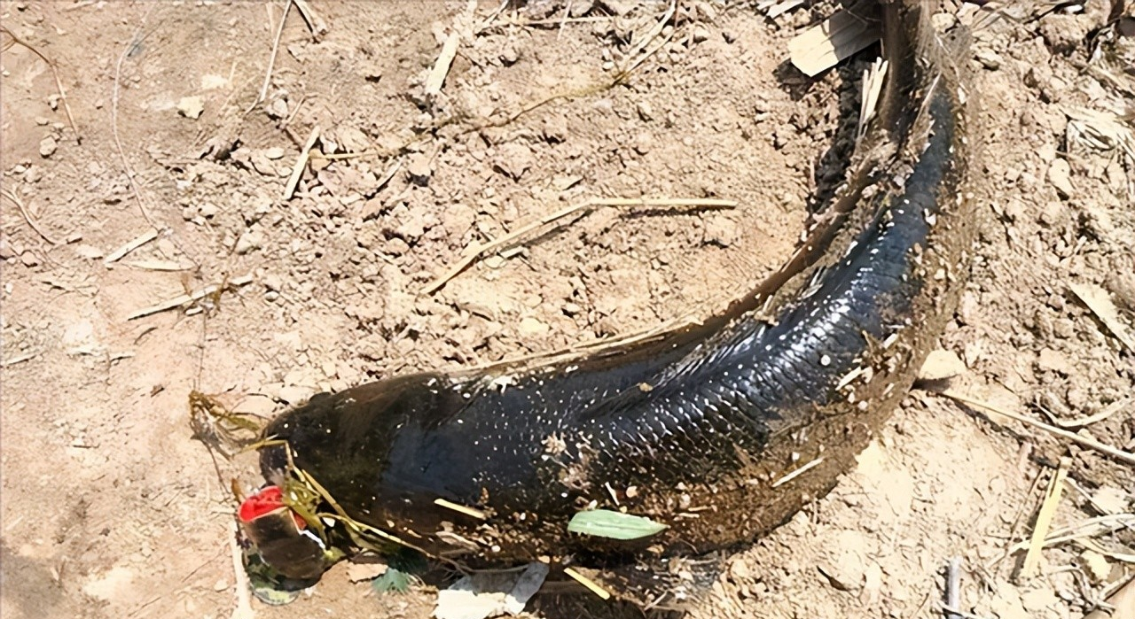 |夏季钓黑鱼，只能路亚？提前打几个窝子，手竿也能钓不少