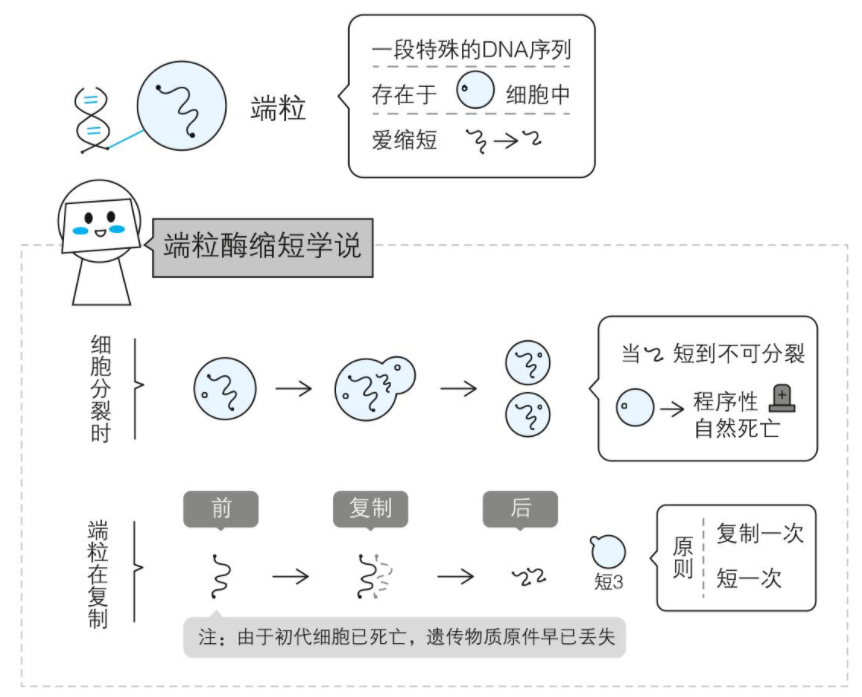 抗糖,对抗衰老的绝佳做法