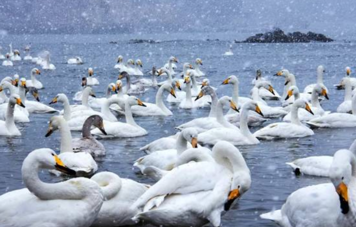 济州岛|冬天不能错过的城市，威海不输北海道，西双版纳热情十足