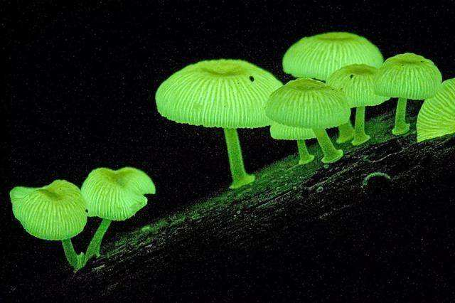 自身会发光的奇妙生物 太漂亮了!