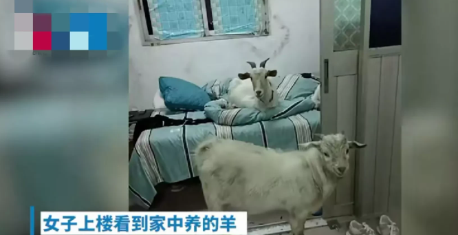 上海一女子下班回家,发现自己家门敞开着,被窝里竟躺着一只羊